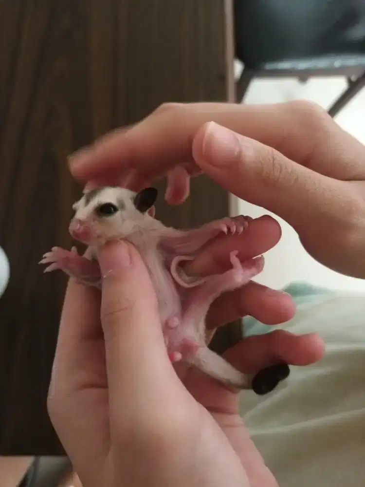 Sugar glider mozaik