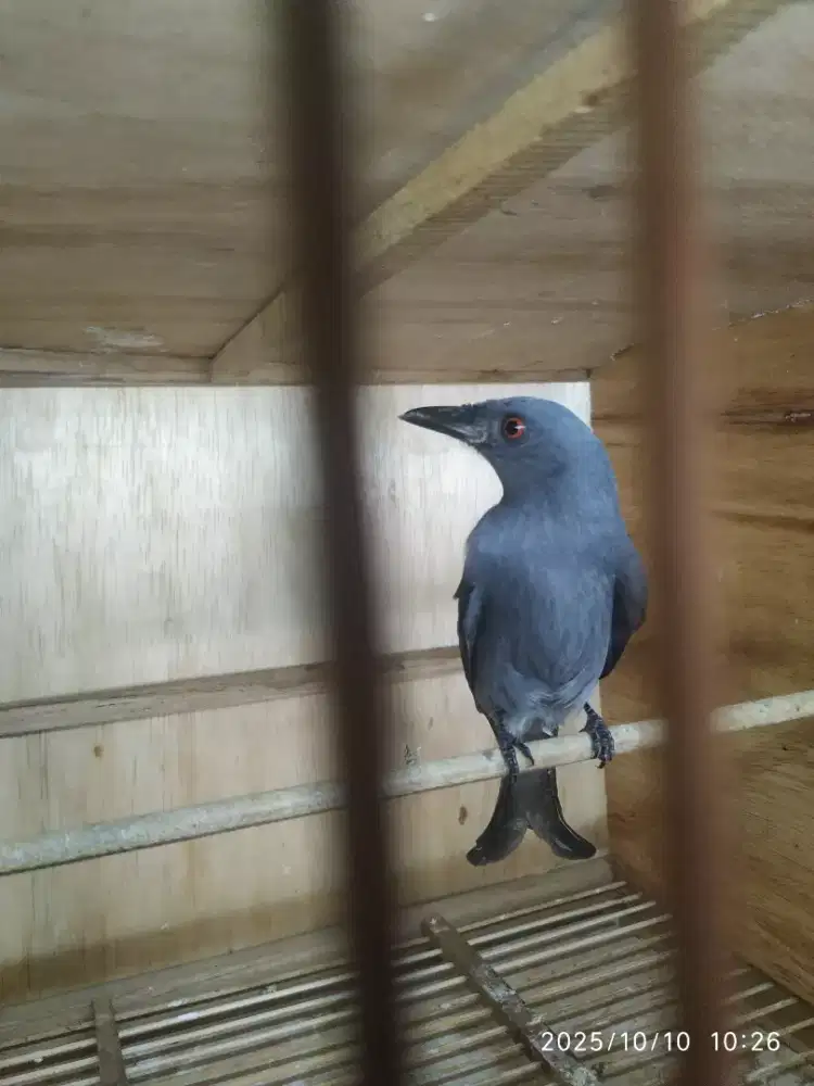 Burung Srigunting