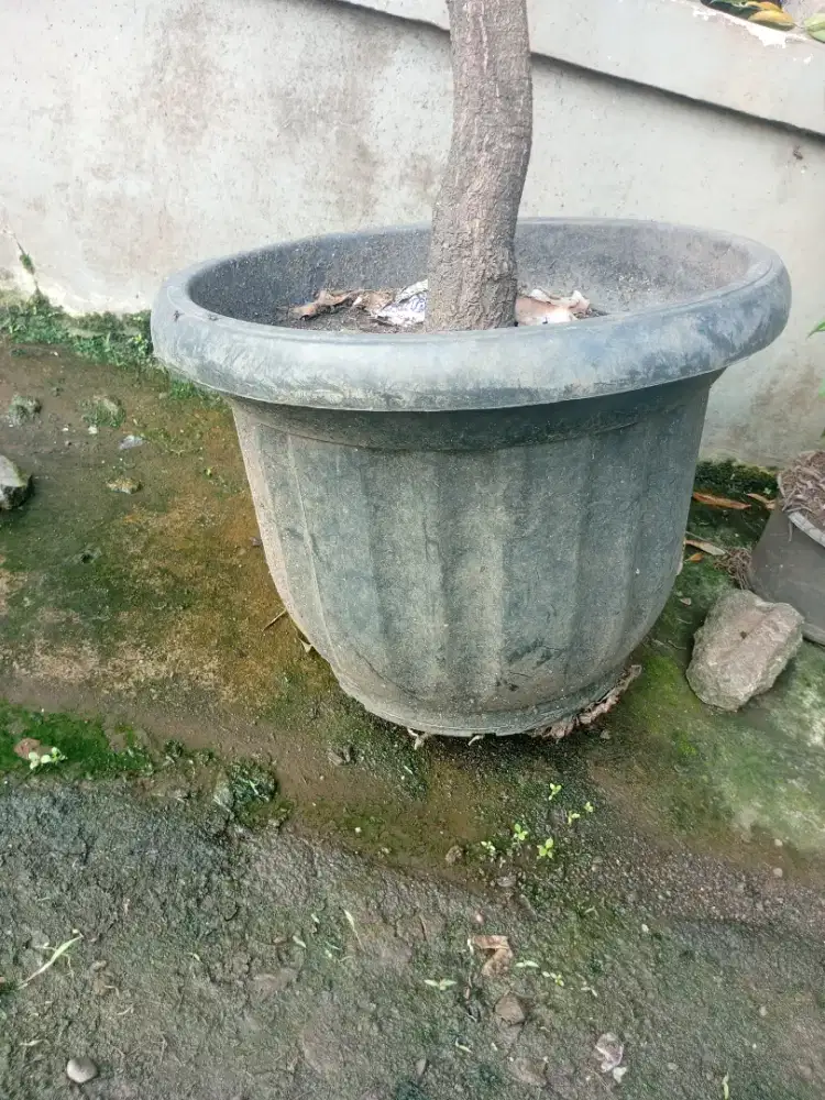 BORONGAN MURAH POT BUNGA