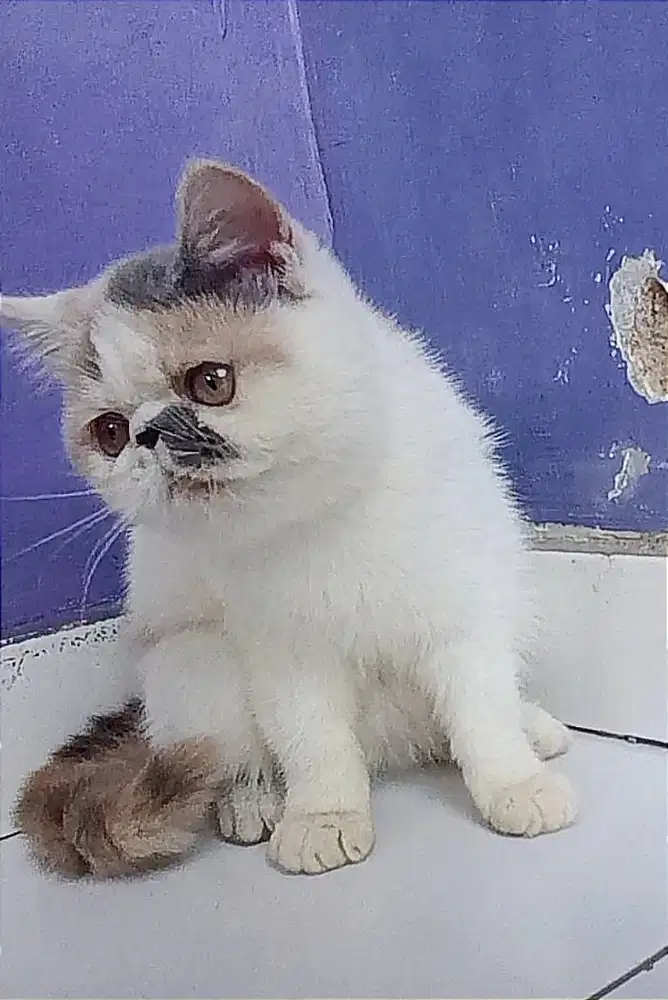 Exotic shorthair peaknose betina