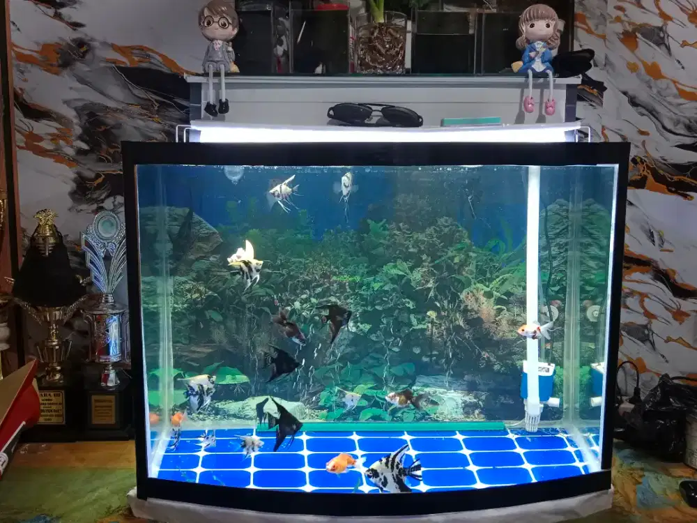 Jual aquarium kaca cembung ukuran 70 x50x40 kaca  5mili