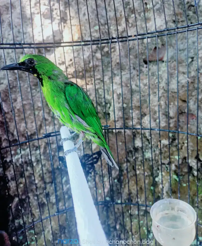 Burung rawatan rajin