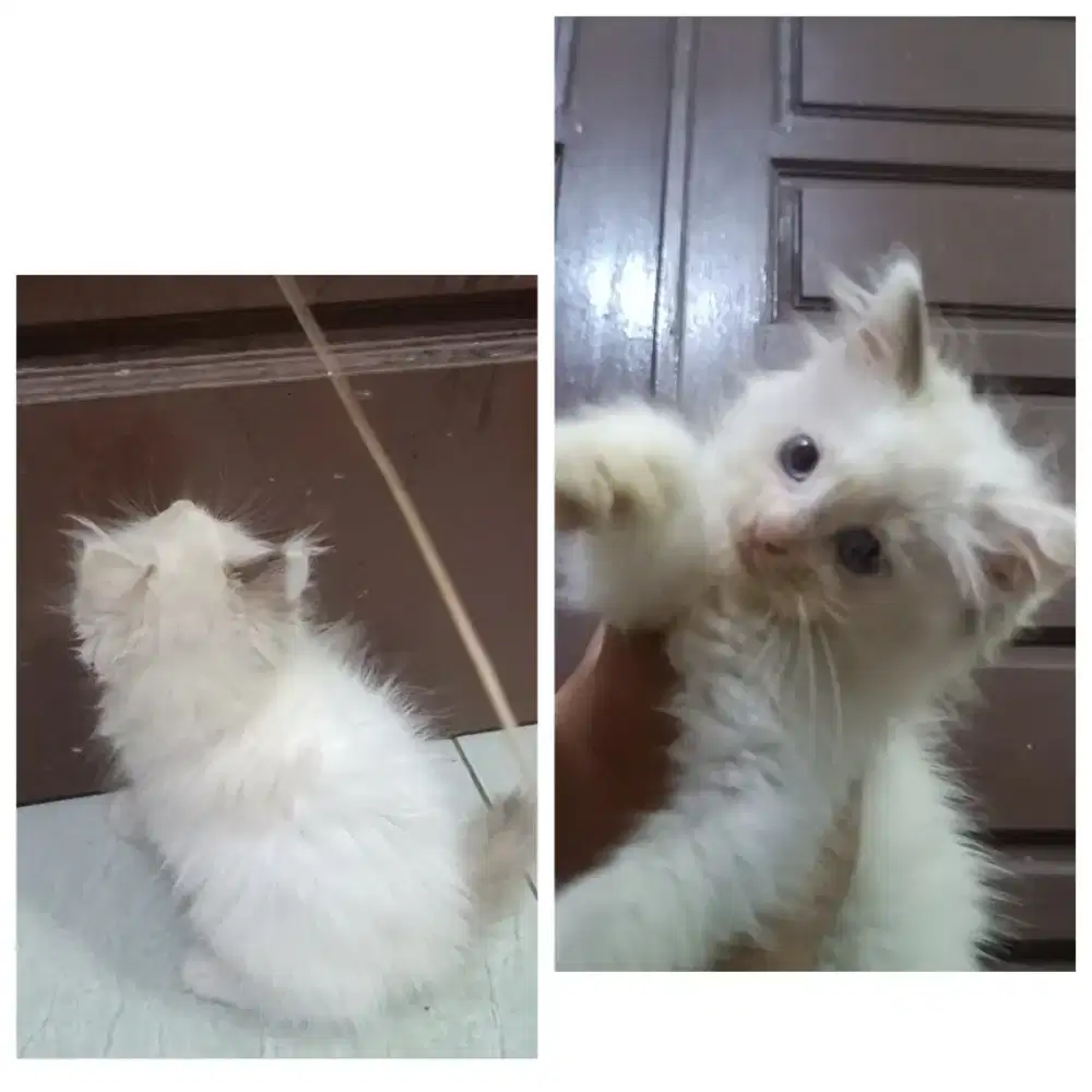 Ragdoll non pedigree