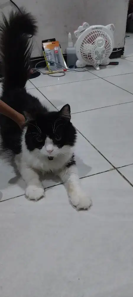 Perawatan kucing