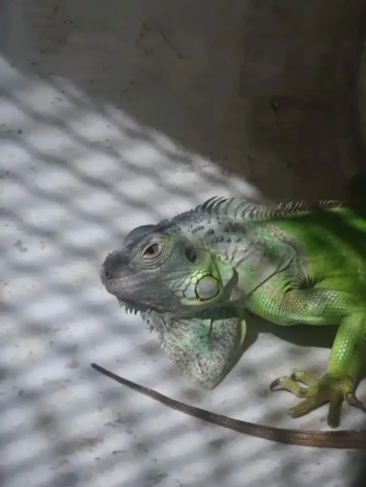 Iguana hijau panjang