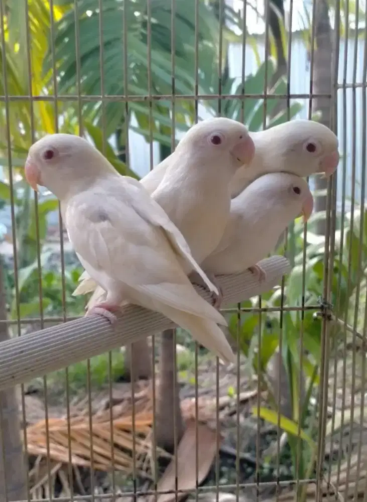Lovebird Albino MM