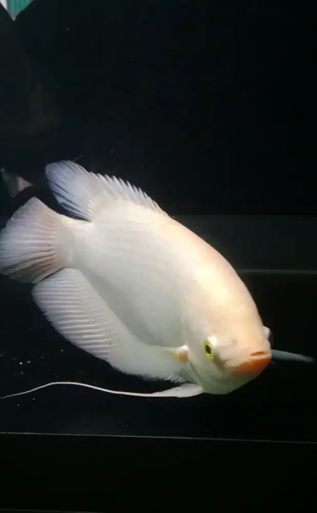 Gurame Padang cocok untuk hiasan kolam/aquarium