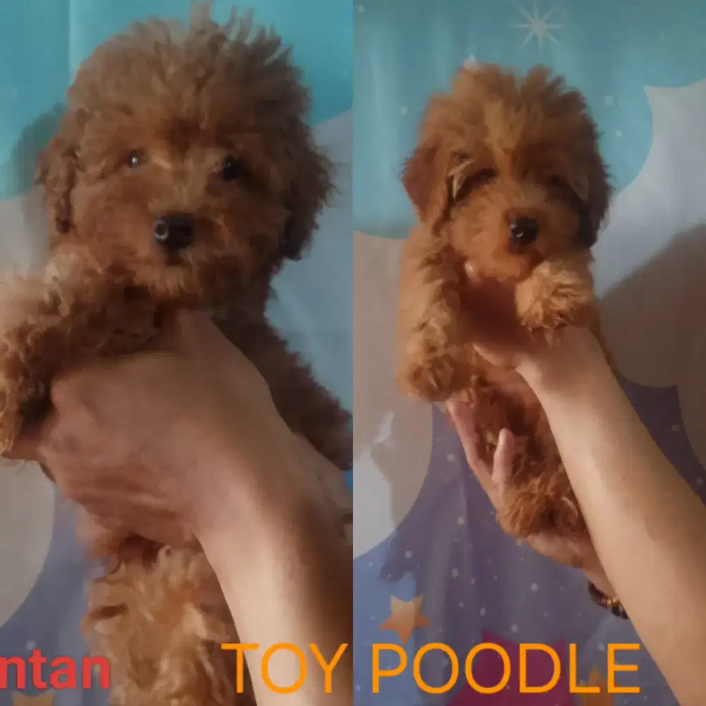 Toy poodle jantan & betina