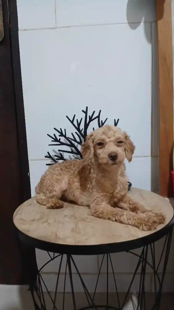 Tiny poodle jantan & betina