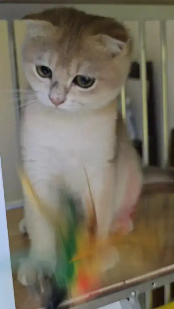 KUCING SCOTTISH FOLD GOLDEN JANTAN KET IMPOR