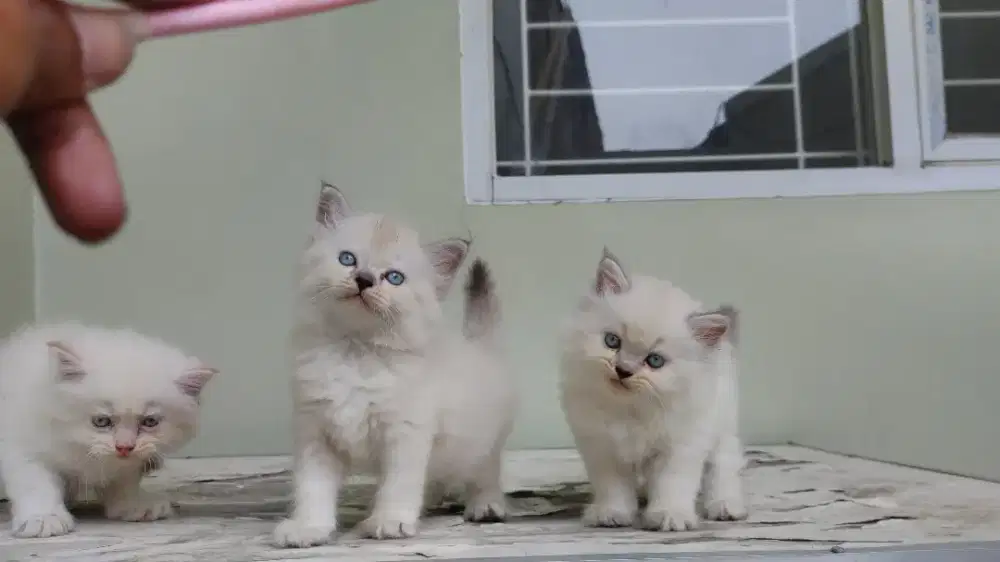 Kucing kitten persia mix ragdoll / himalaya / anggora / peaknose