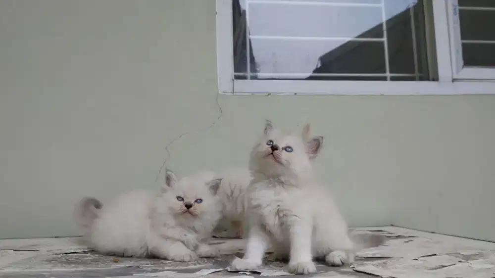 Kucing kitten persia mix ragdoll / peaknose / himalaya / anggora