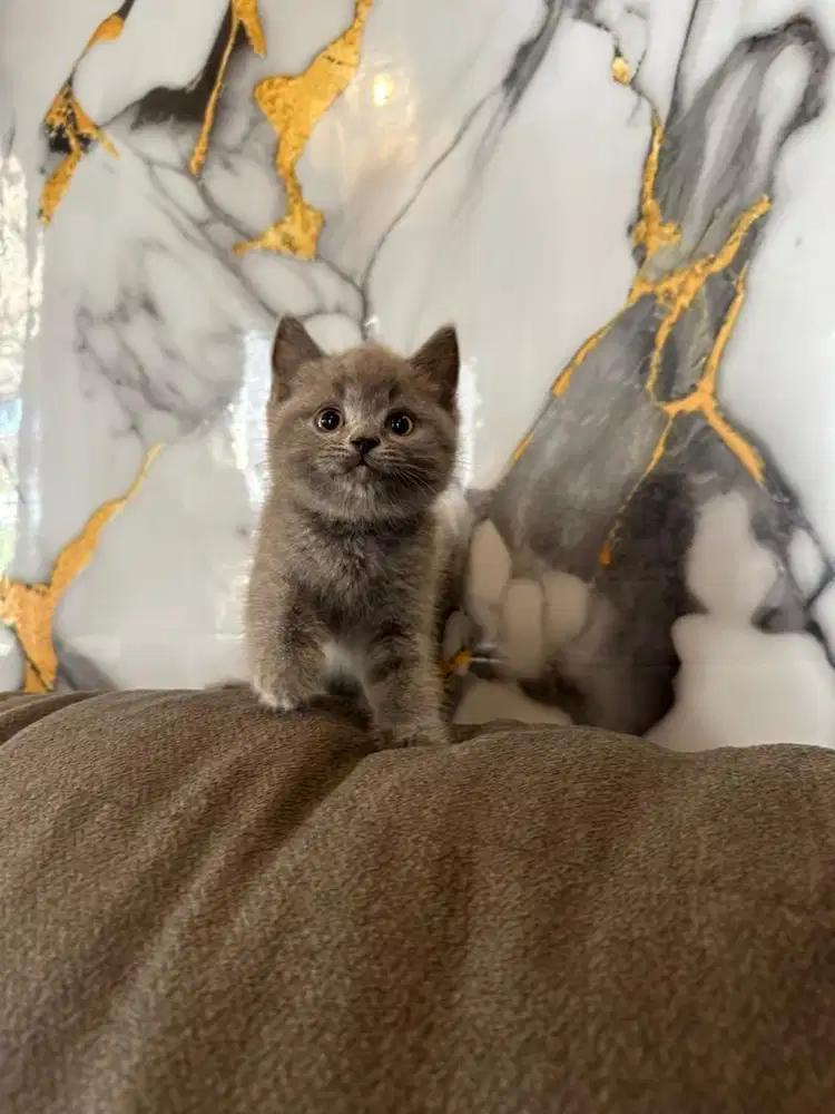 Lepas adopsi kucing kitten bsh british short hair blue