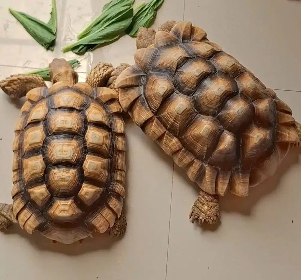 Kura kura Sulcata