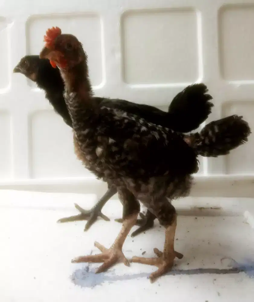 AYAM PELUNG JALI