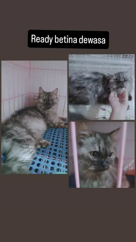 Kucing persia betina