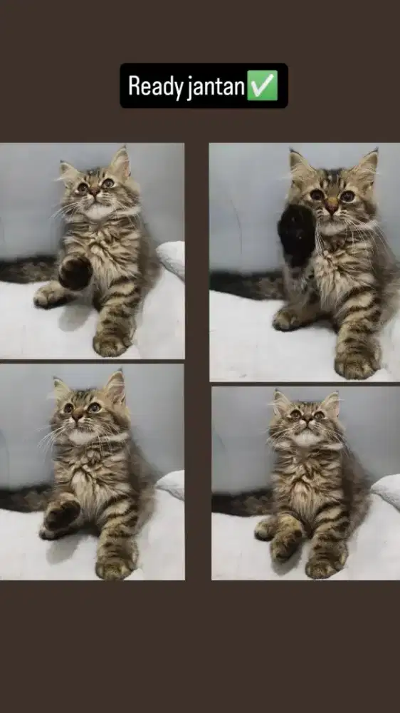 Kucing kitten persia