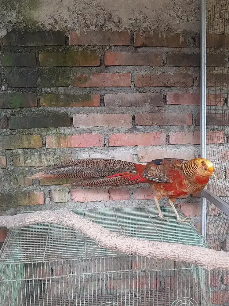 GOLDEN PHEASANT