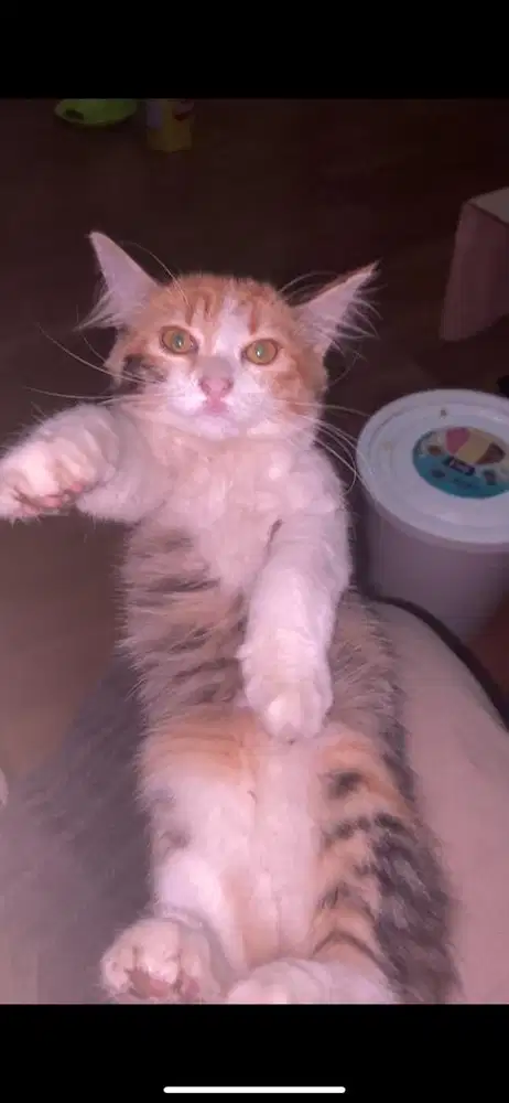 Kitten persmed betina