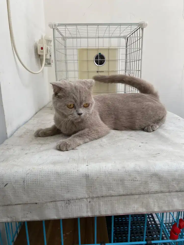 British shorthair BSH Female Lilac