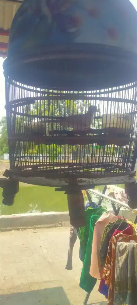 Udanmas/lokal warna
