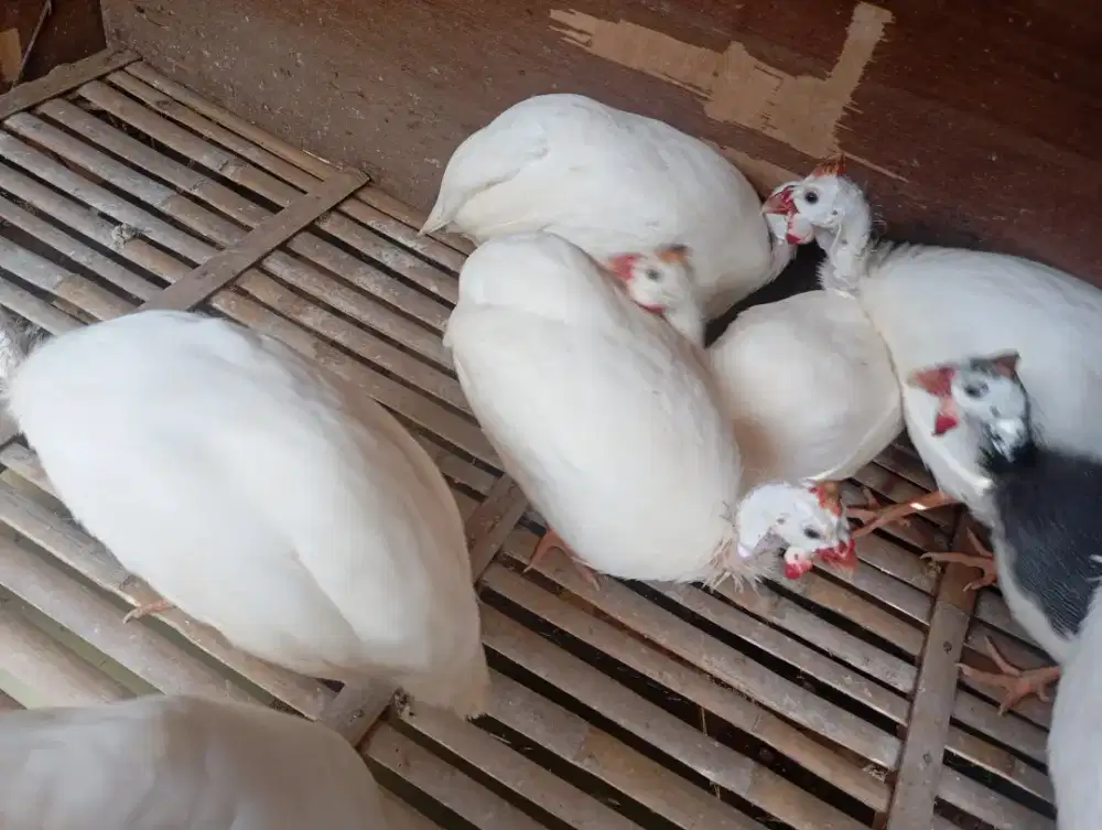 Sepasang ayam mutiara putih