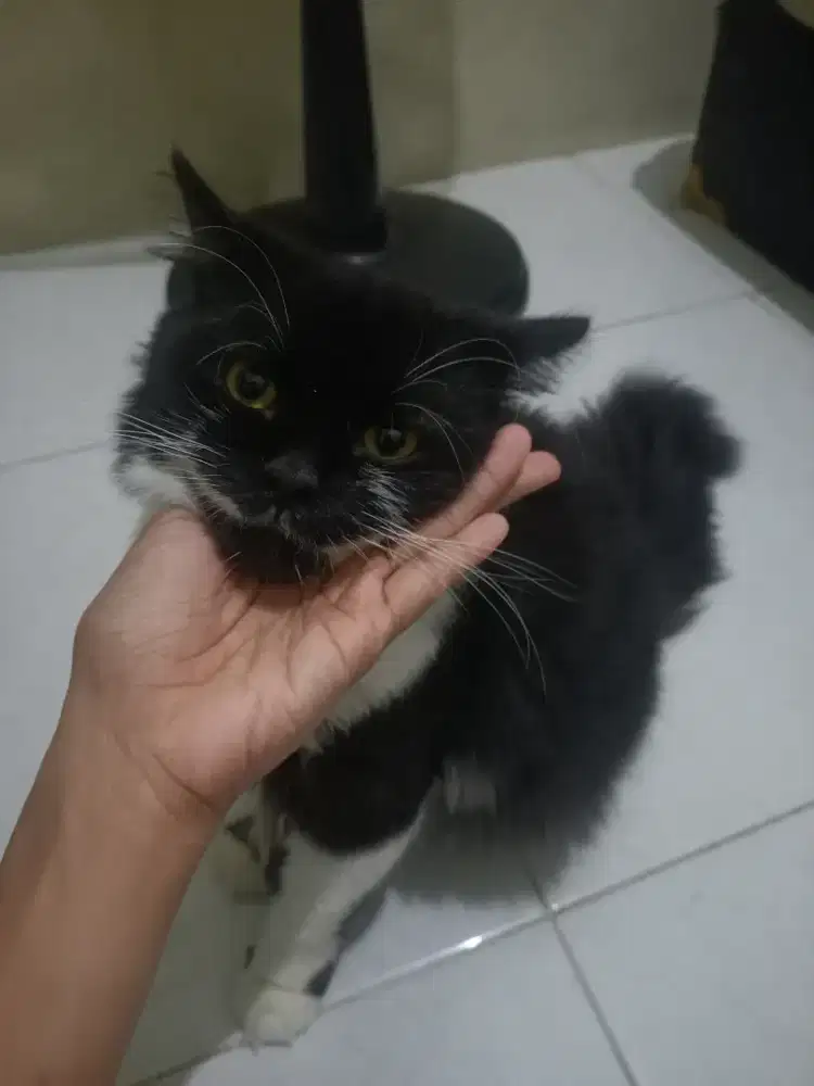 Open adopt kucing persia jantan
