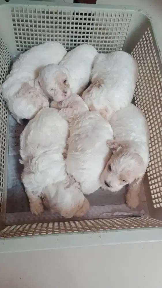 Toy Poodle Jantan/btn