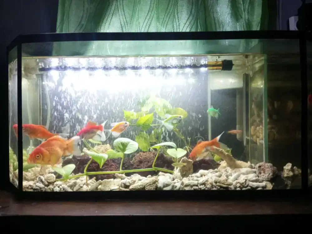 Aquarium ikan hias 2 buah plus printilan angkut semua