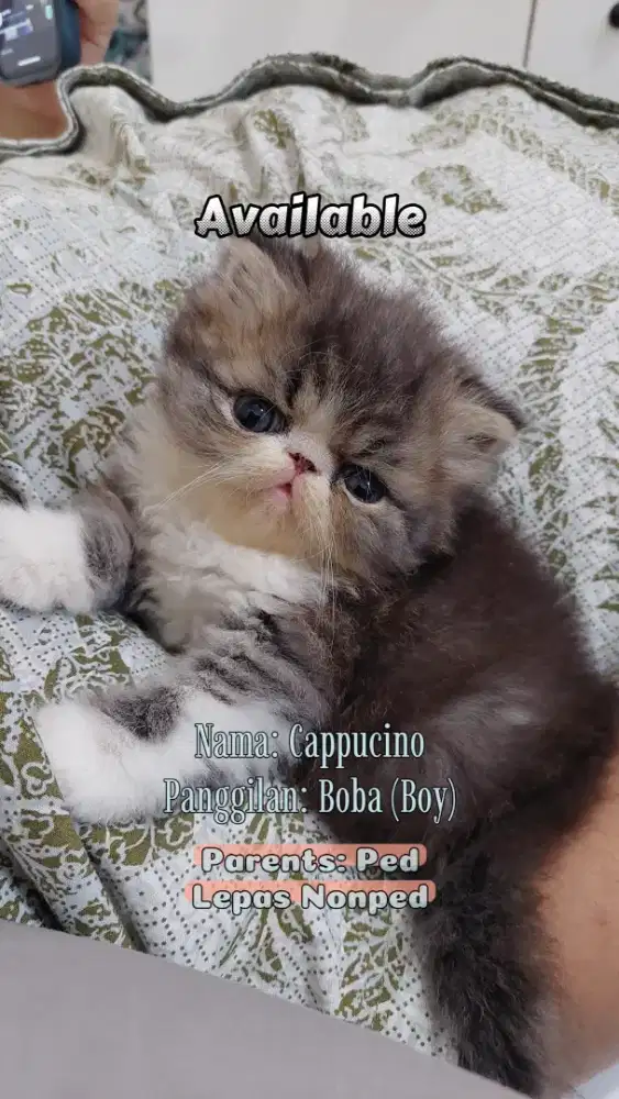 OB KITTEN PEAKNOSE JANTAN BLACK TABBY