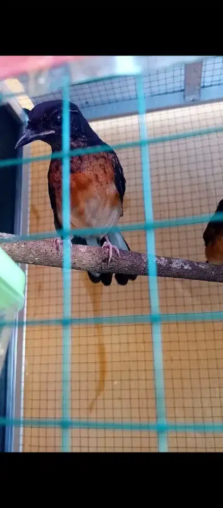 Murai trotolan sepasang
