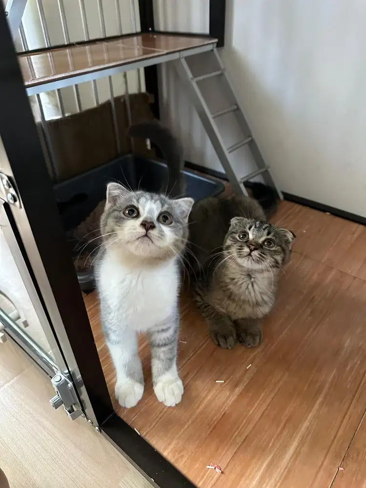 Lepas adopt 1 ekor kucing scootish fold free kandang
