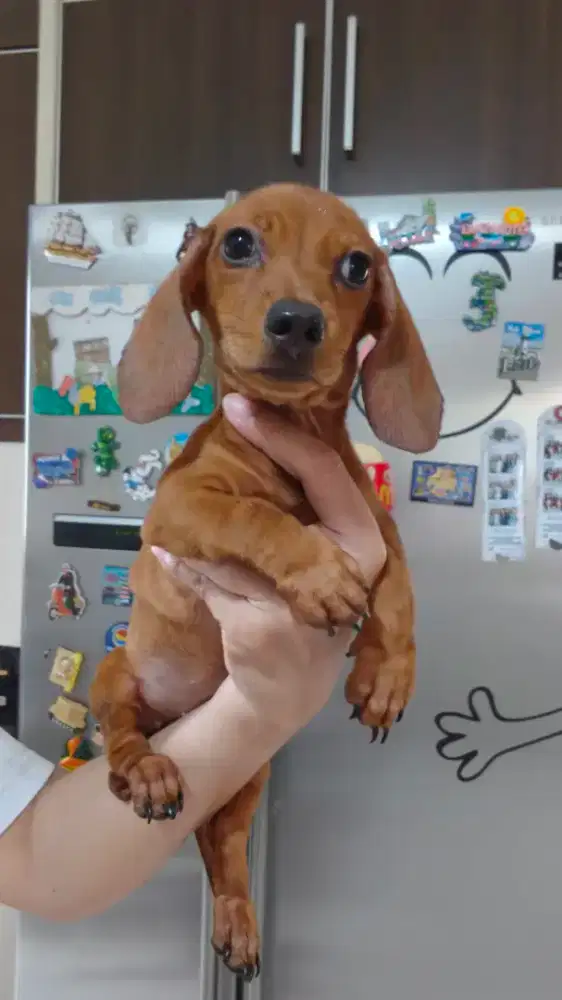 Tekel/ dachshund,Teckel, puppies