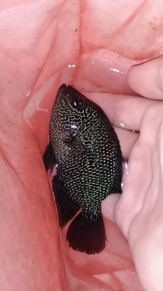 Ikan louhan / lohan