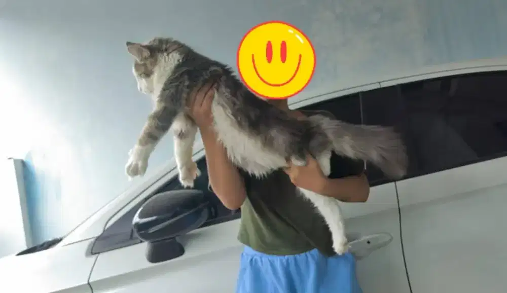Mainecoon oddeye