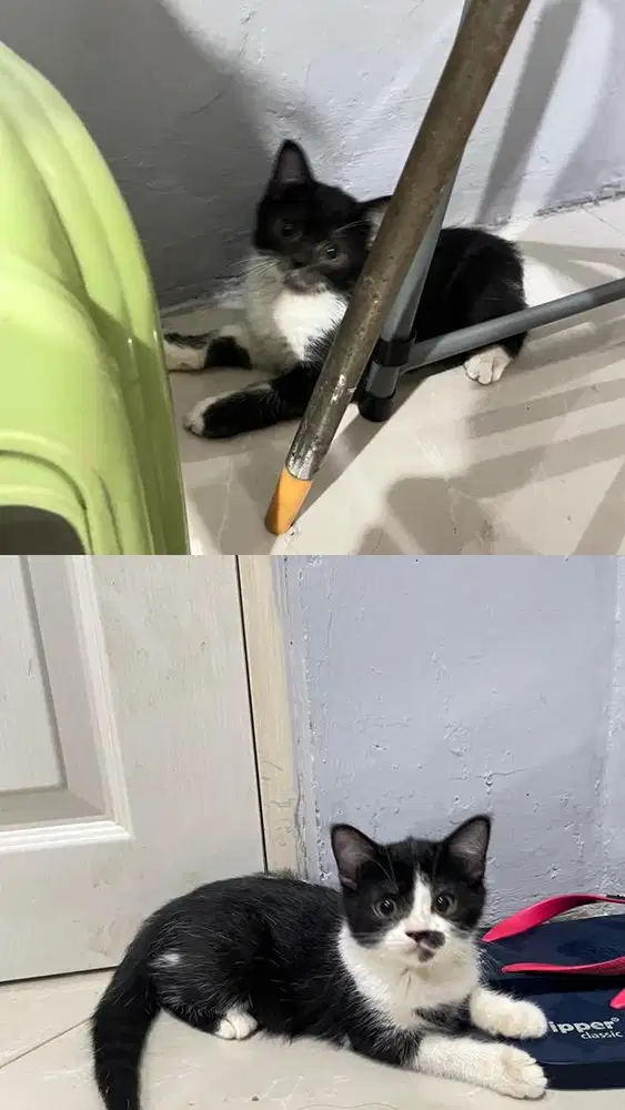 Lepas Adopt kitten BSH Scottish Straight