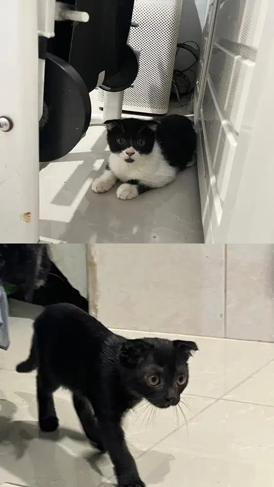 Lepas Adopt Kitten BSH Scottish Fold