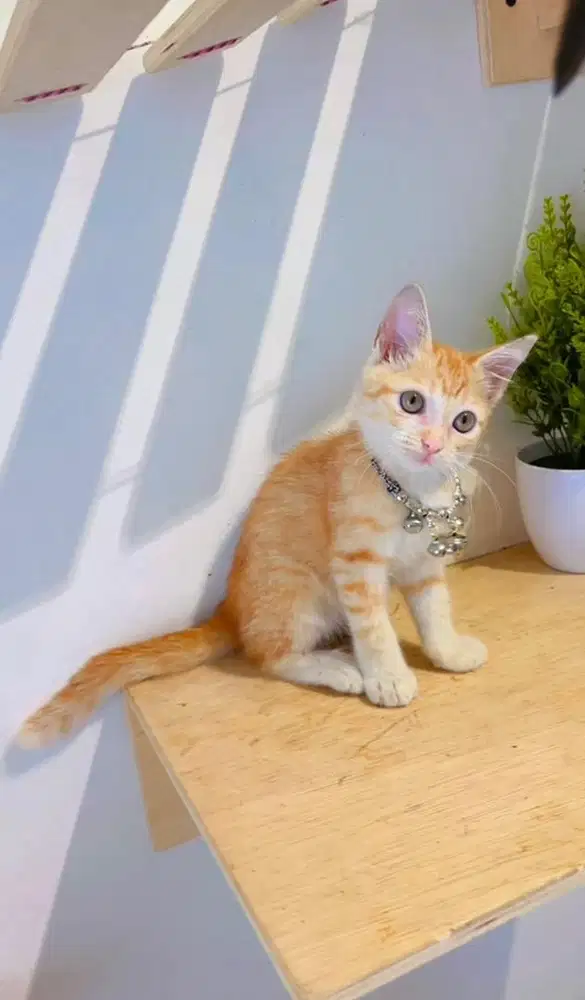Kucing mixdom kitten bersih terawat cantik