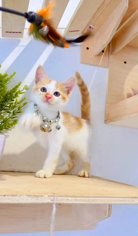 Kucing Mixdom kitten jantan bersih terawat