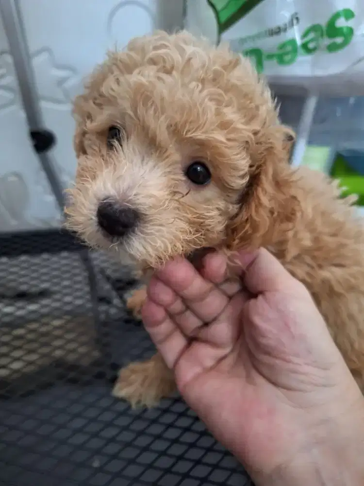 Poochon female cakep