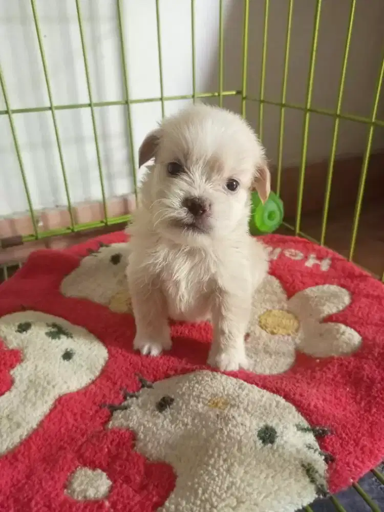 DIJUAL SHIHTZU MIX POM PUPPY