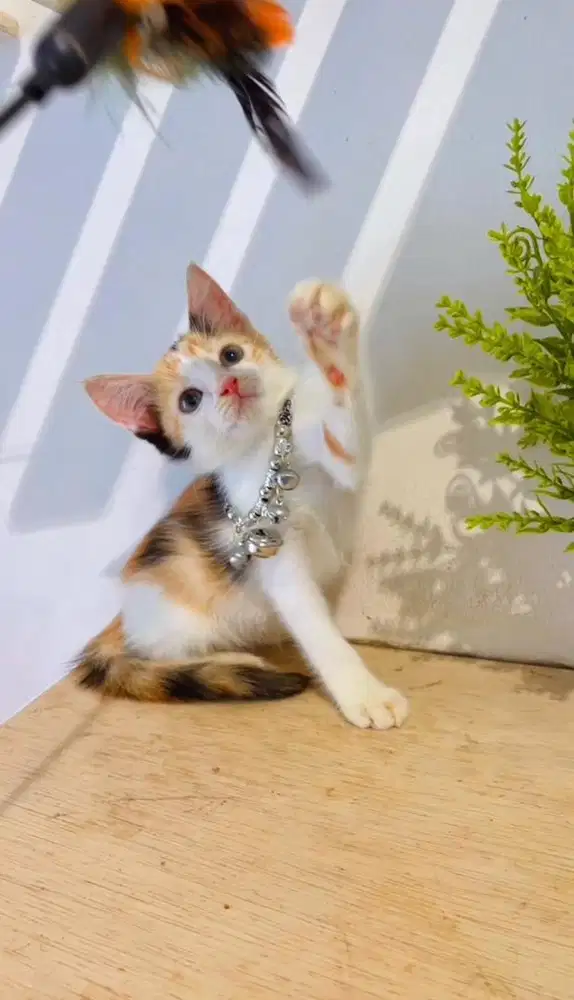 Kucing mixdom kitten calico cantik