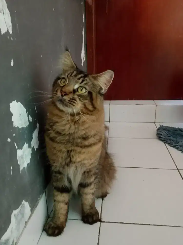 Kucing mainecoon jantan
