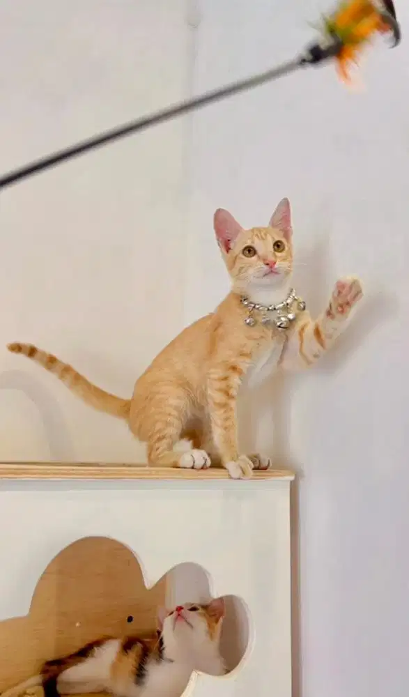 Kucing Mixdom kitten jantan bersih terawat