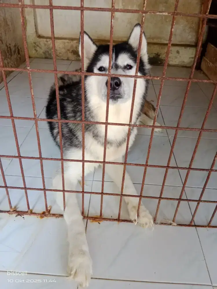 open adob siberian husky