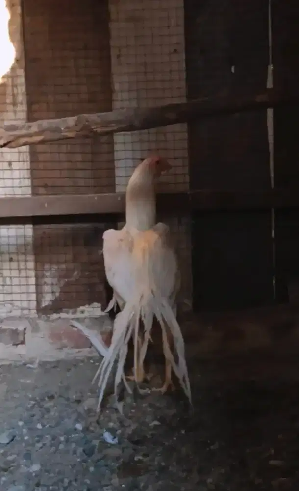 Ayam hias ekor lidi