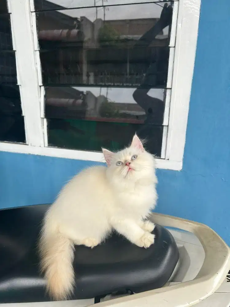 Kitten ragdoll betina
