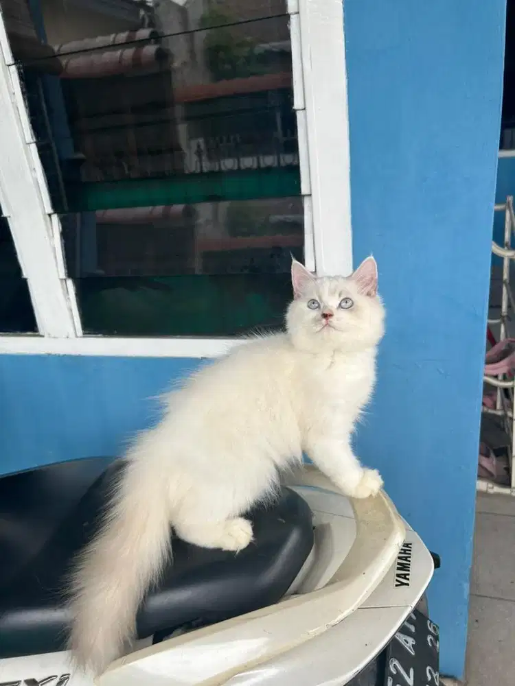 Kitten ragdoll jantan