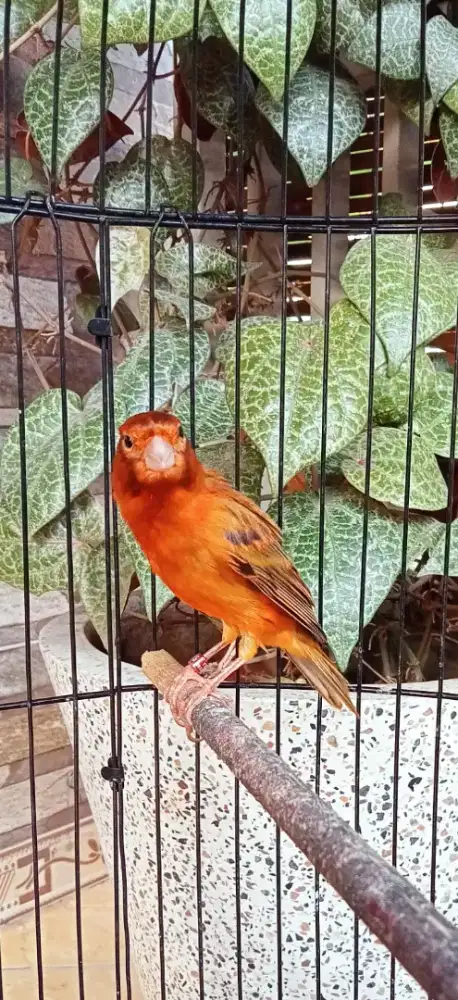 Kenari Blak red gacor lot dor..