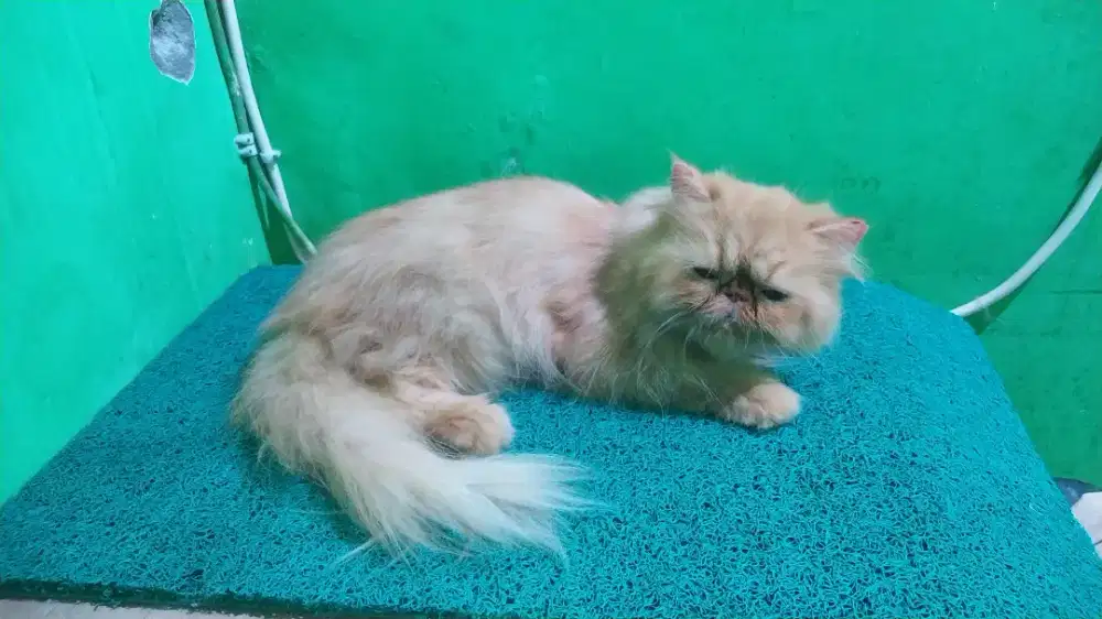 Indukan kucing Peaknose bulu panjang  BETINA siap kawin